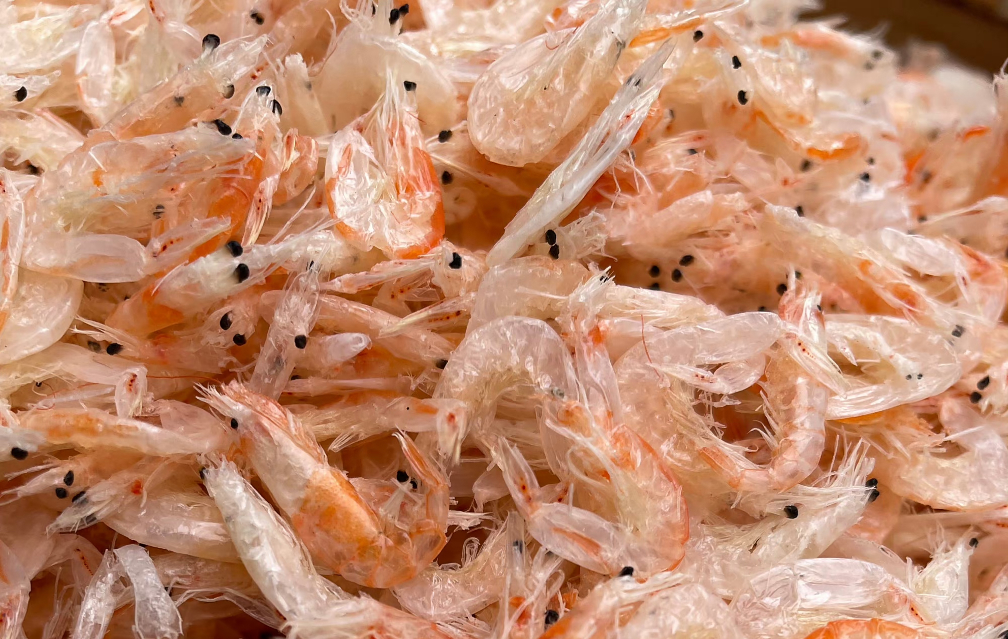 捕捞到的野生红膏芒种虾皮,个大肉肥,背带红膏,营养价值是普通虾皮的