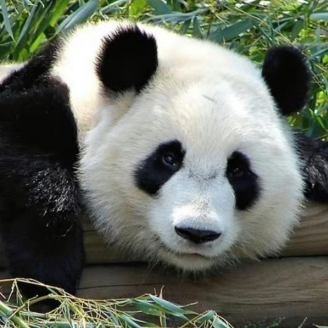 2006年9月6日 出生地:美国亚特兰大动物园 现住地:成都大熊猫基地