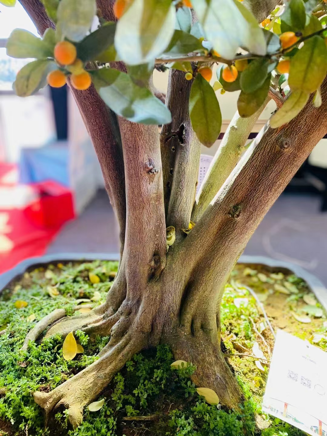 金豆大树型盆景图片