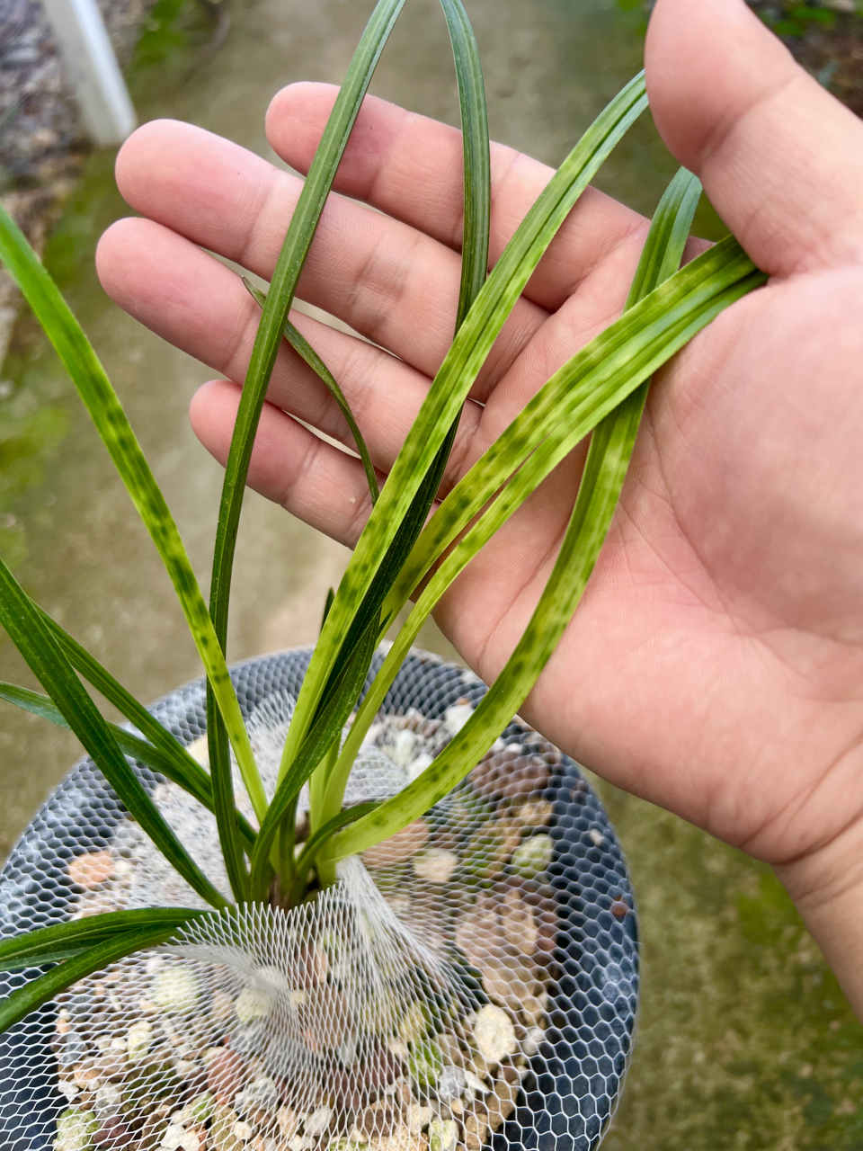 青花斑艺兰草图片