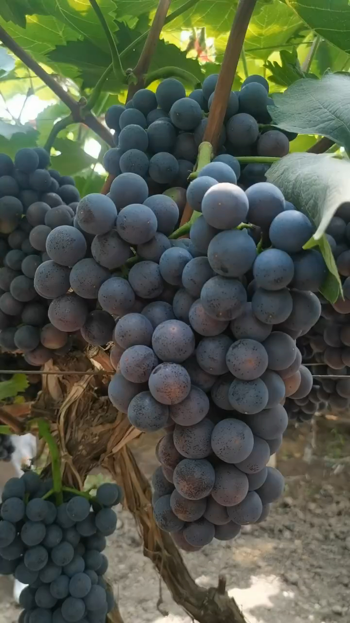 早夏无核葡萄苗 植株生长旺盛 根系发达 贝达砧木嫁接 早实丰产性强