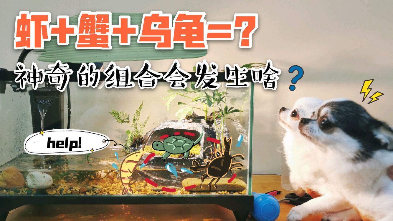 当把小虾米,小螃蟹和小乌龟养在一个缸里时,会发生什么?