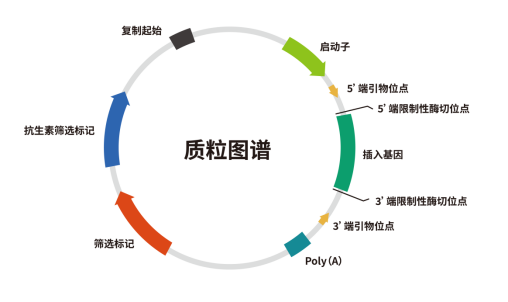 载体构建入门攻略——表达载体篇