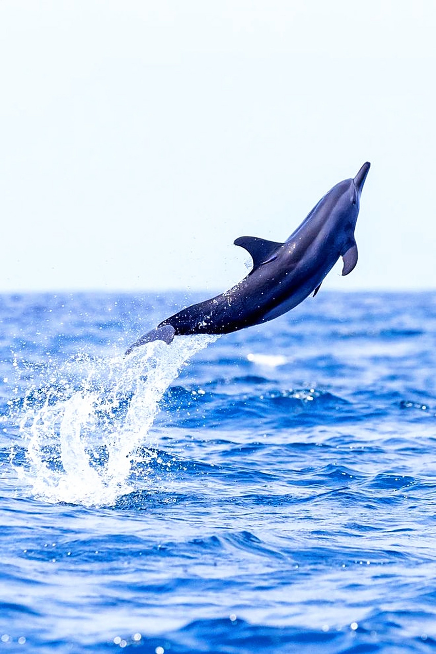海豚,自由跃起:当海豚从水中一跃而出的那一刻,仿佛是大海的精灵,灵动