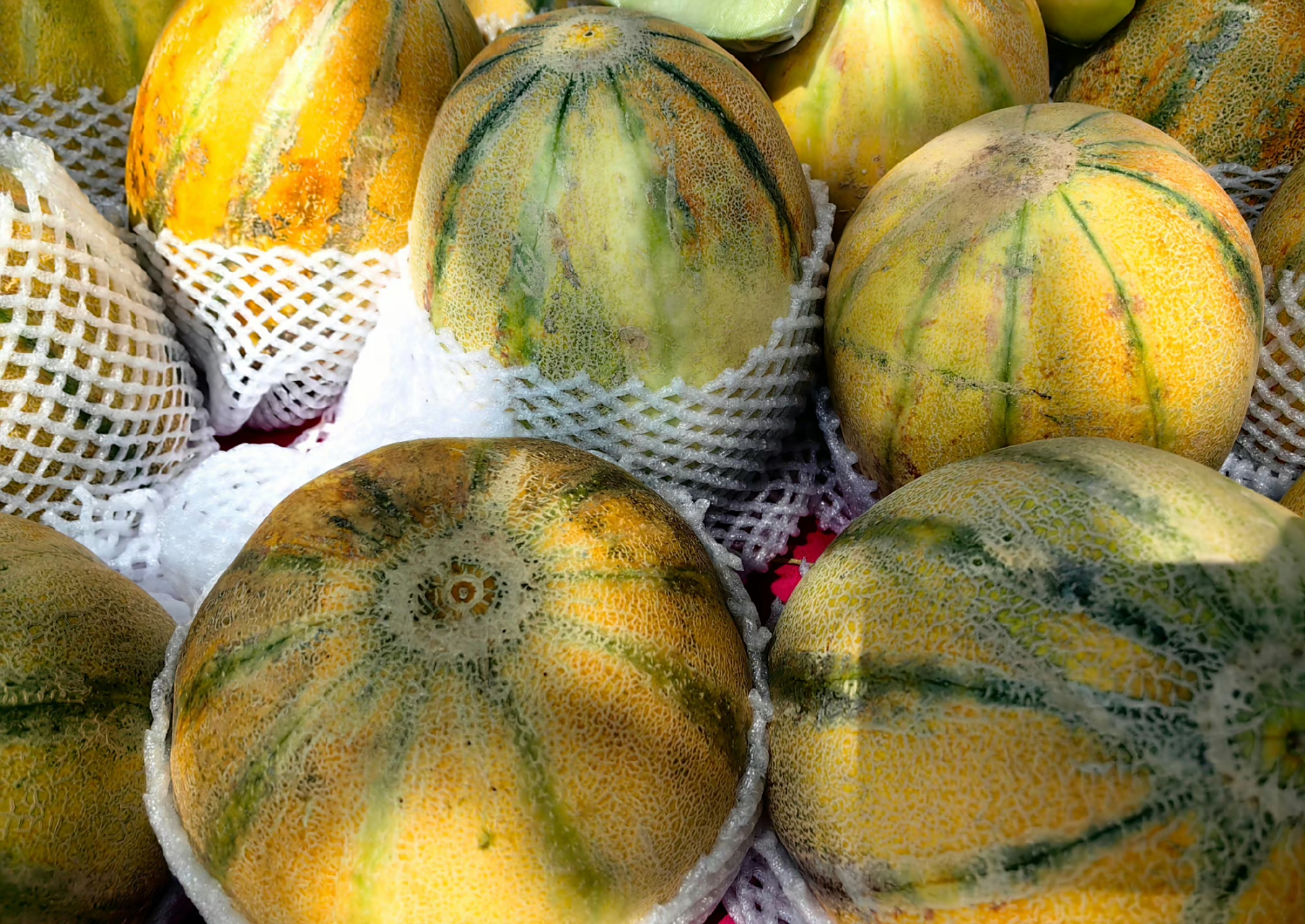 闻一下香味袭人,吃一口   甜到心底的新疆老汉瓜(老爷瓜)老汉瓜可香可