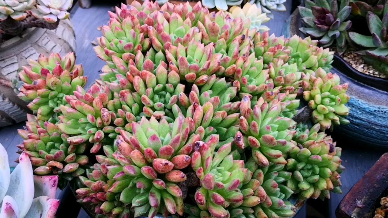 红唇群生状态迷人吗?它的红才刚刚开始!