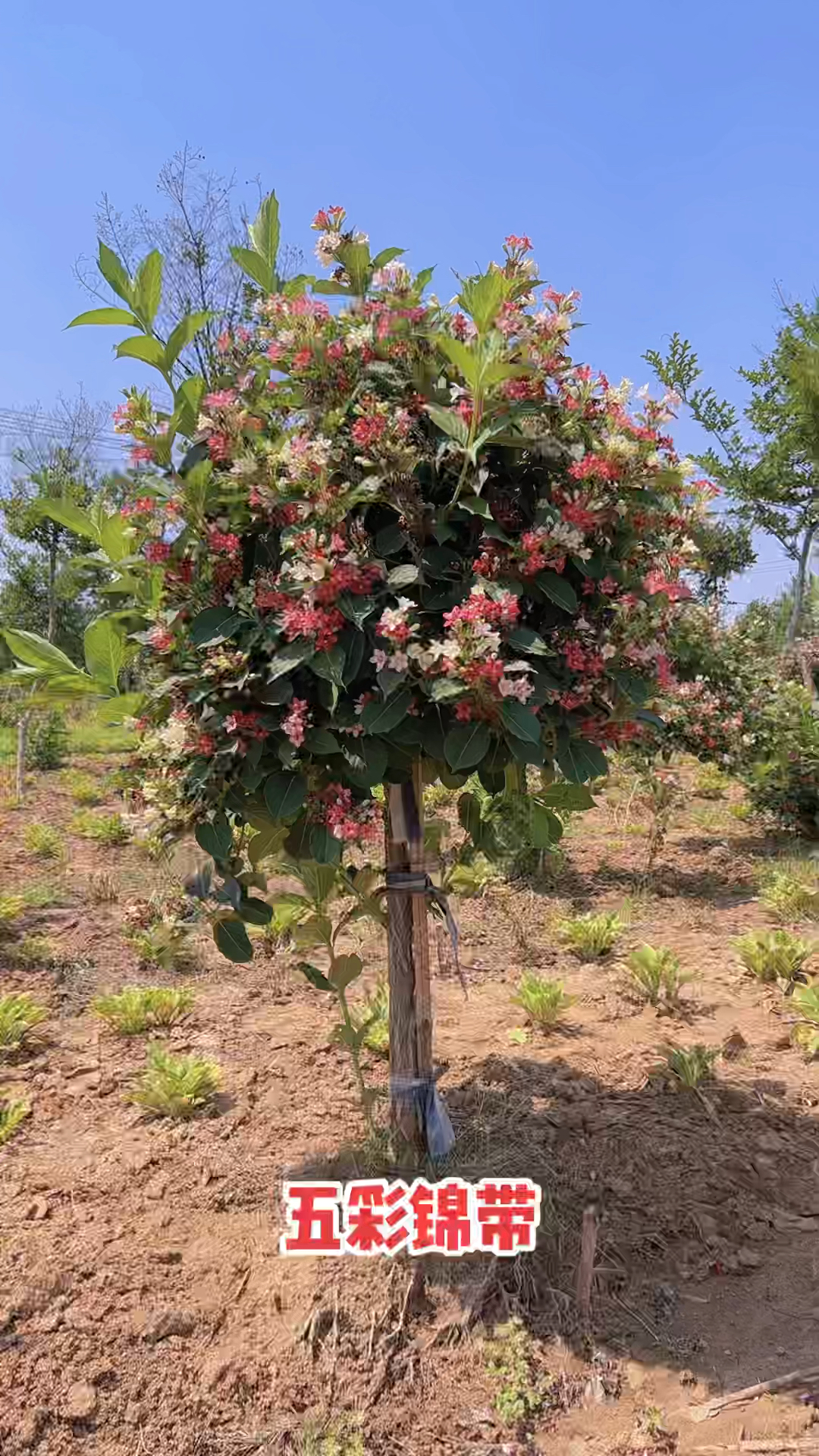 五彩锦带适合东北方种植,特别的耐寒不怕冻,适合庭院别墅,种植喜欢的