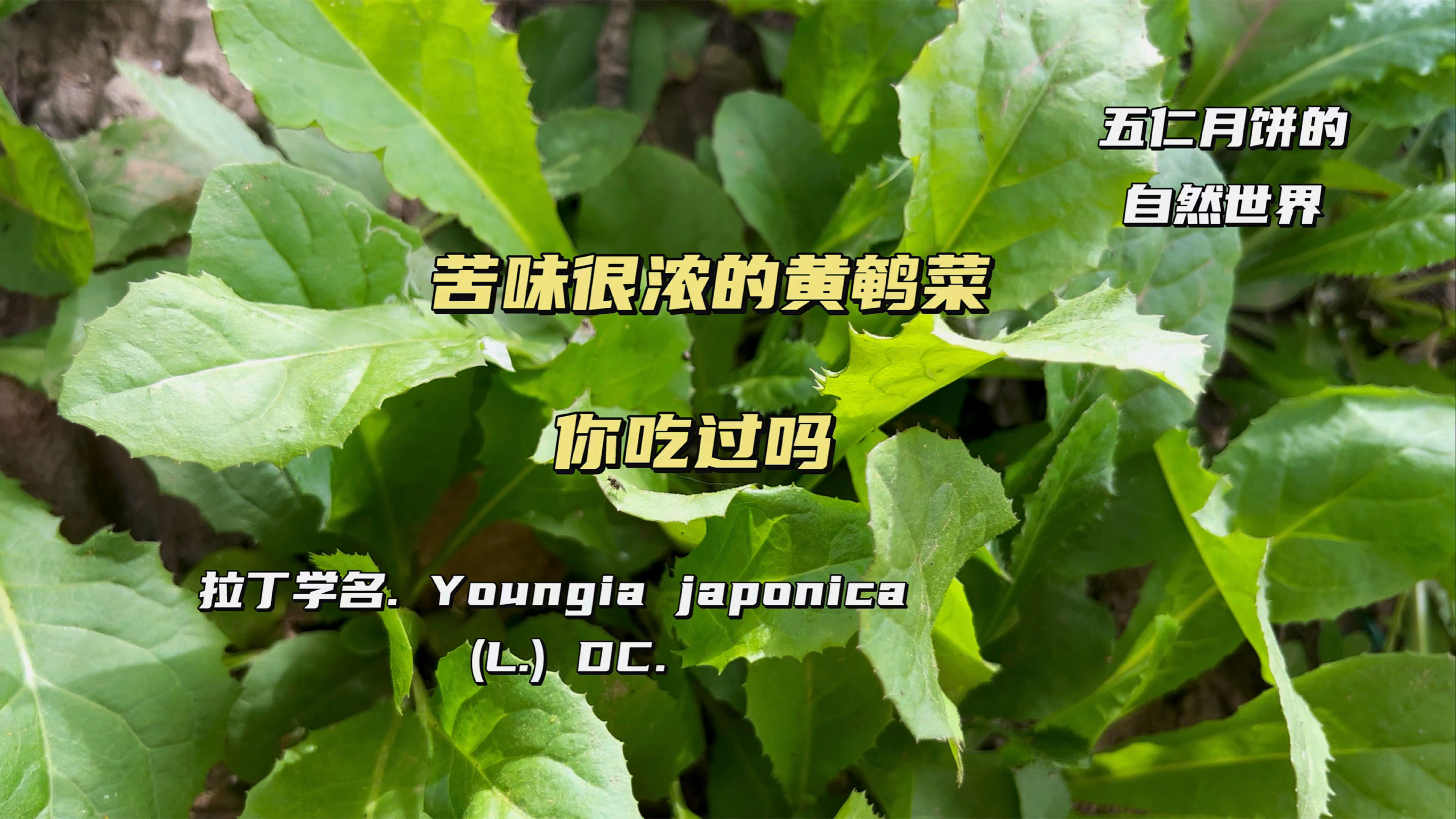 黄鹌菜,清咽利喉的野菜,蛇虫咬伤的良药