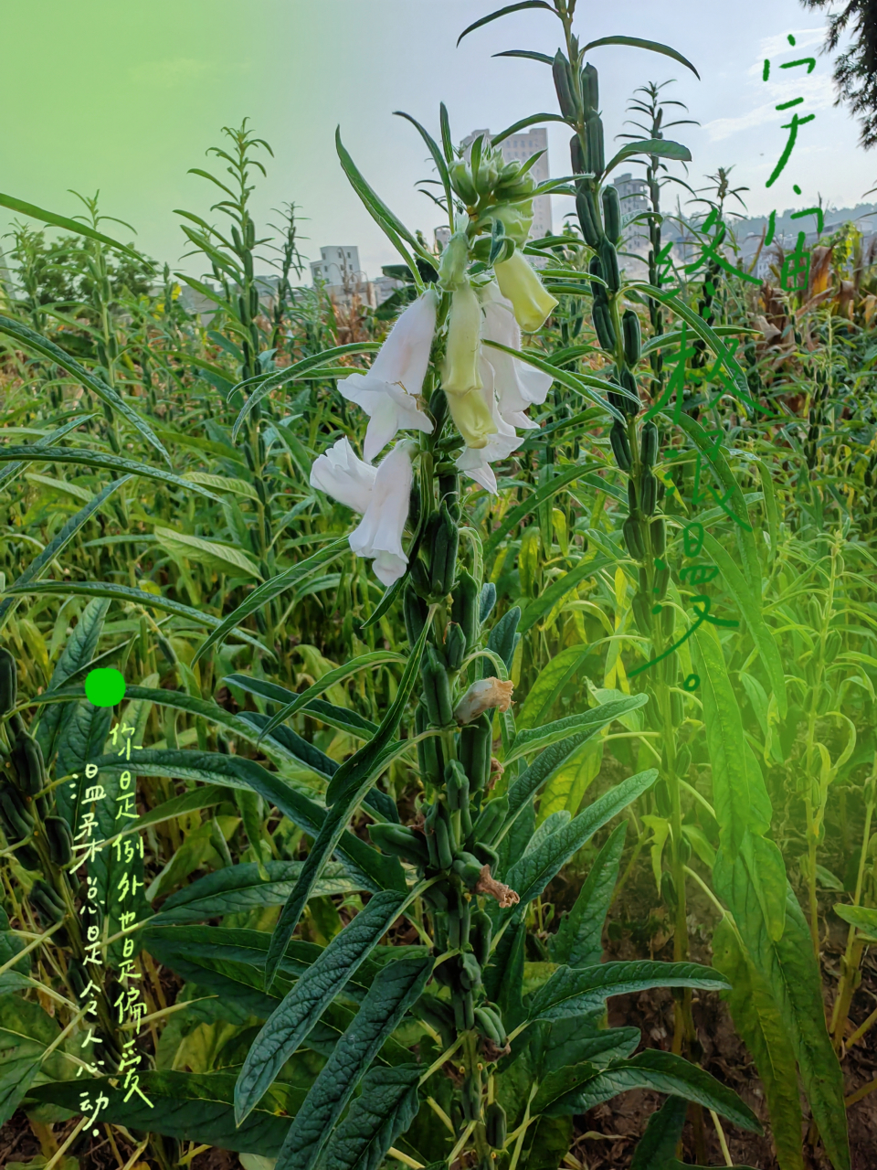 果然是芝麻開花,節節高,這亭亭玉立的芝麻在落日的餘暉中顯得更加神氣