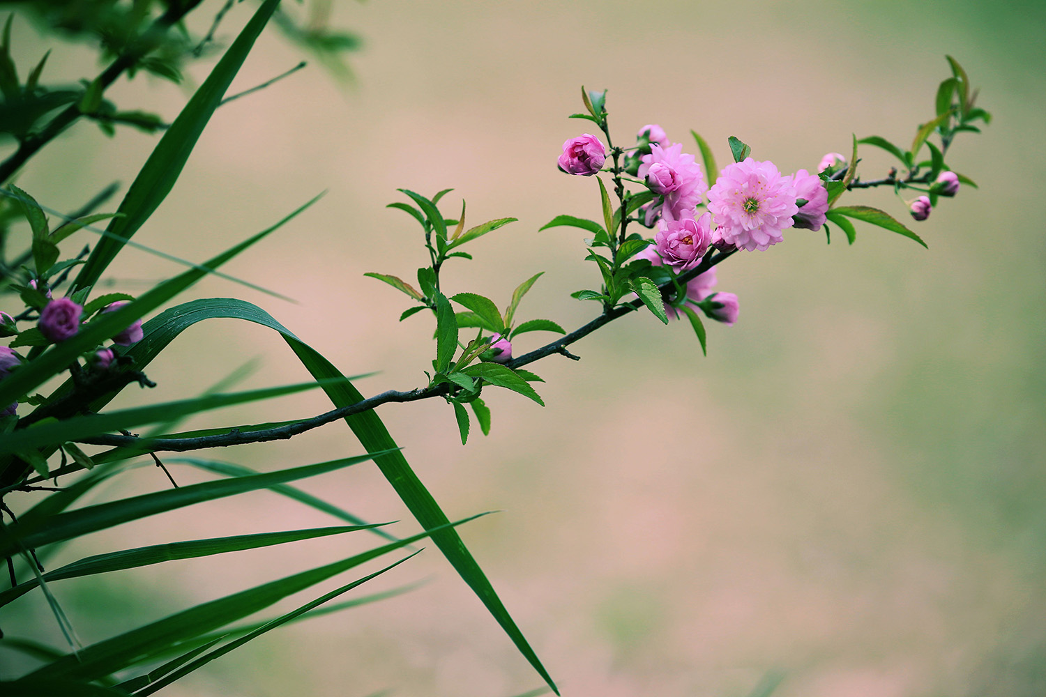麦李花在春天里的样子