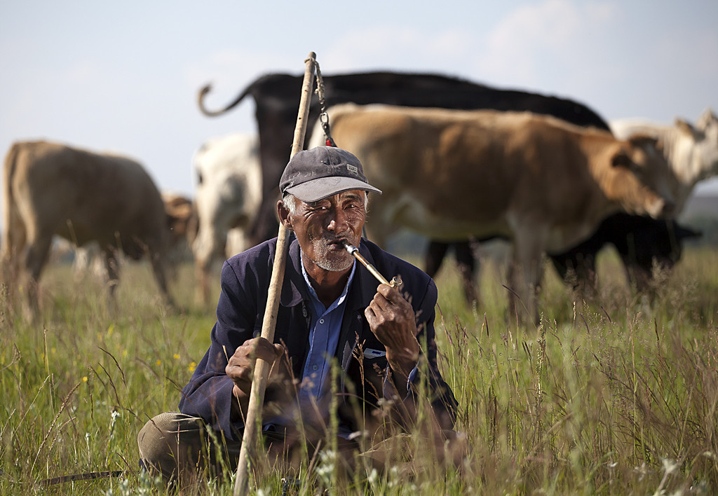 民间故事:老牛救主