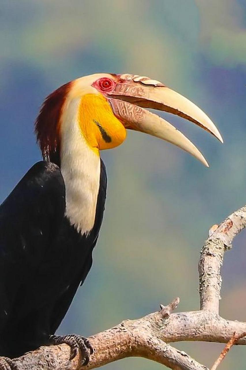 动态创作月泛生活专区# 花冠皱盔犀鸟雄鸟体长约105厘米,雌鸟较小.