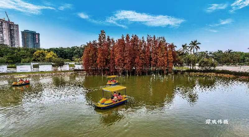 广东江门:鹤山公园落羽杉火出圈 周末市民争先前往打卡