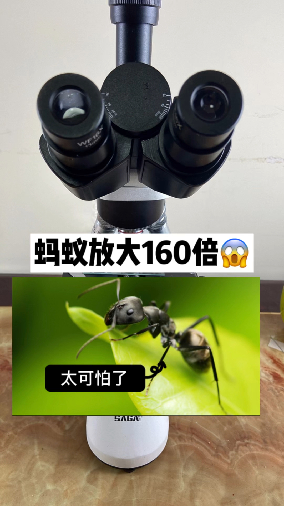 螞蟻放大160倍一定要看到最後