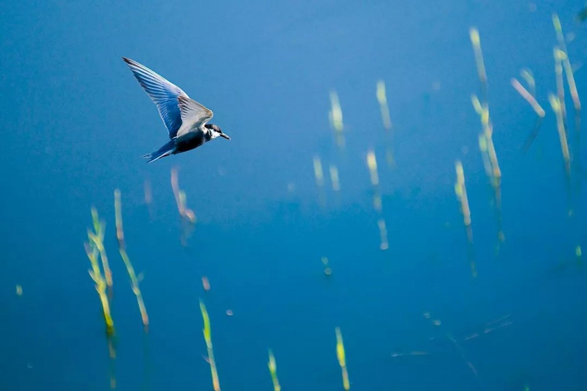 慎言慎行 【读书笔记】 人活在世上,每天不知要说出多少话.