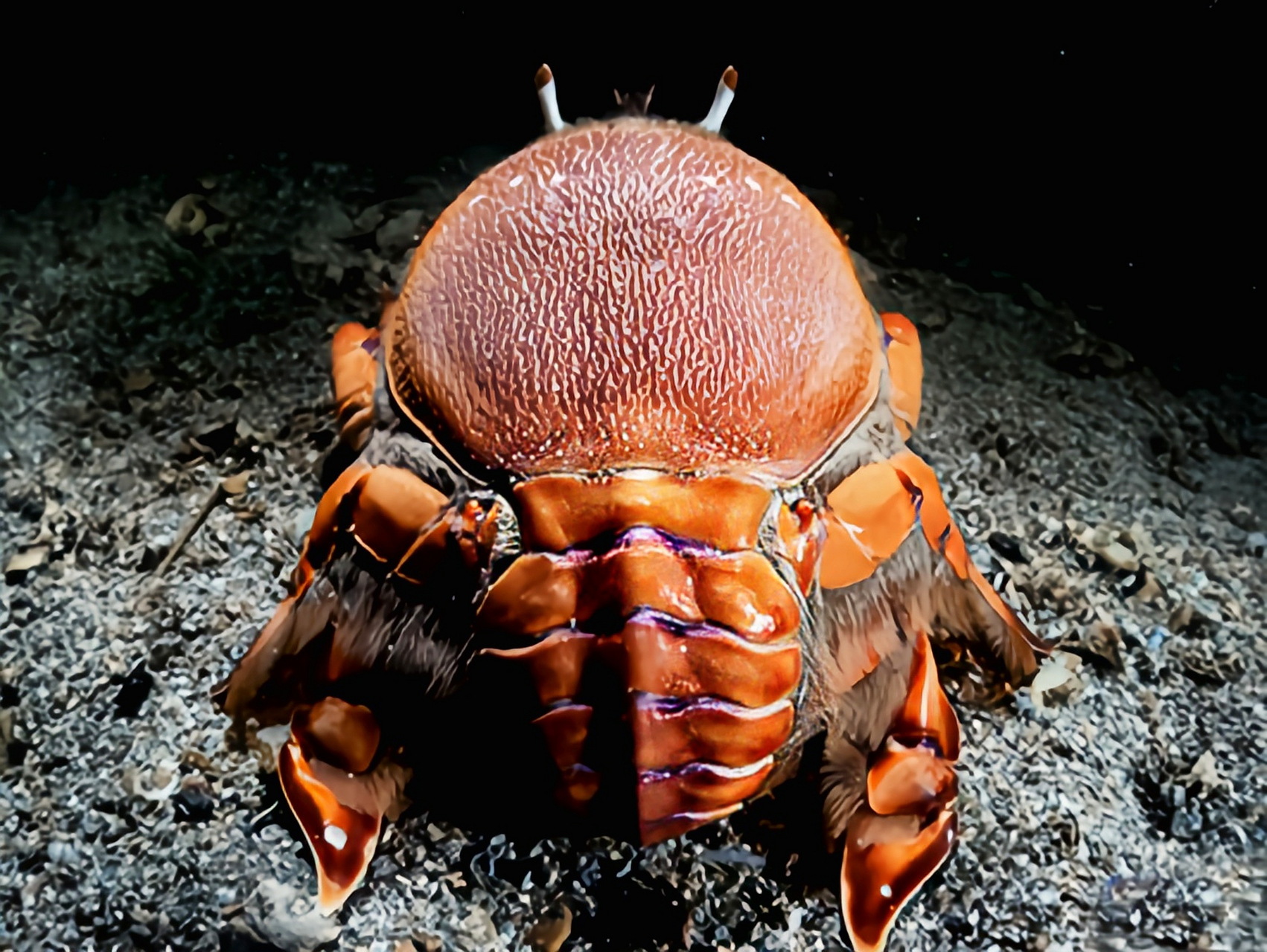 每天认识一种动物——蛙蟹 蛙蟹别名旭蟹,老虎蟹,原于太平洋西部,我国