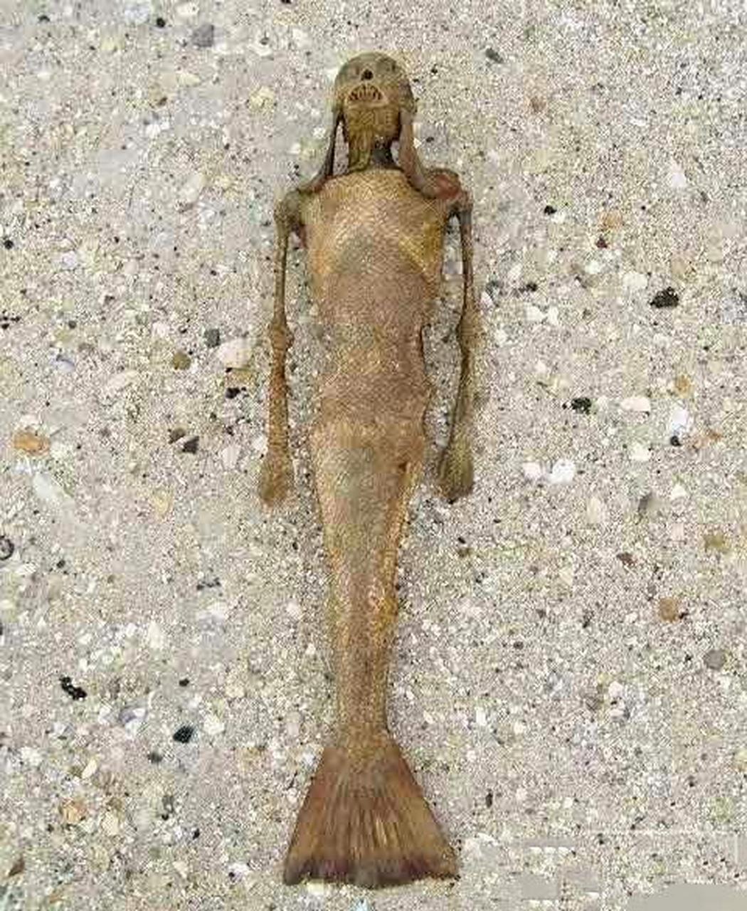 海边发现美人鱼化石,难道美人鱼真的存在过吗