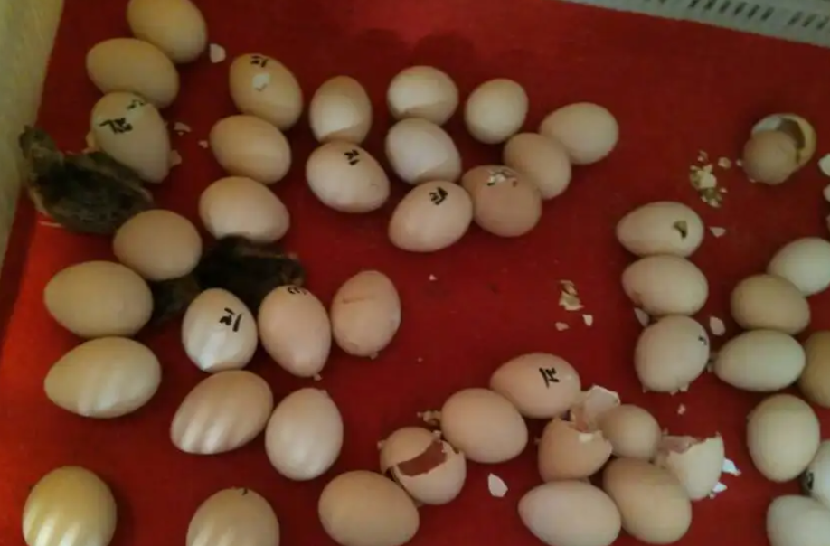 孔雀蛋能不能吃?