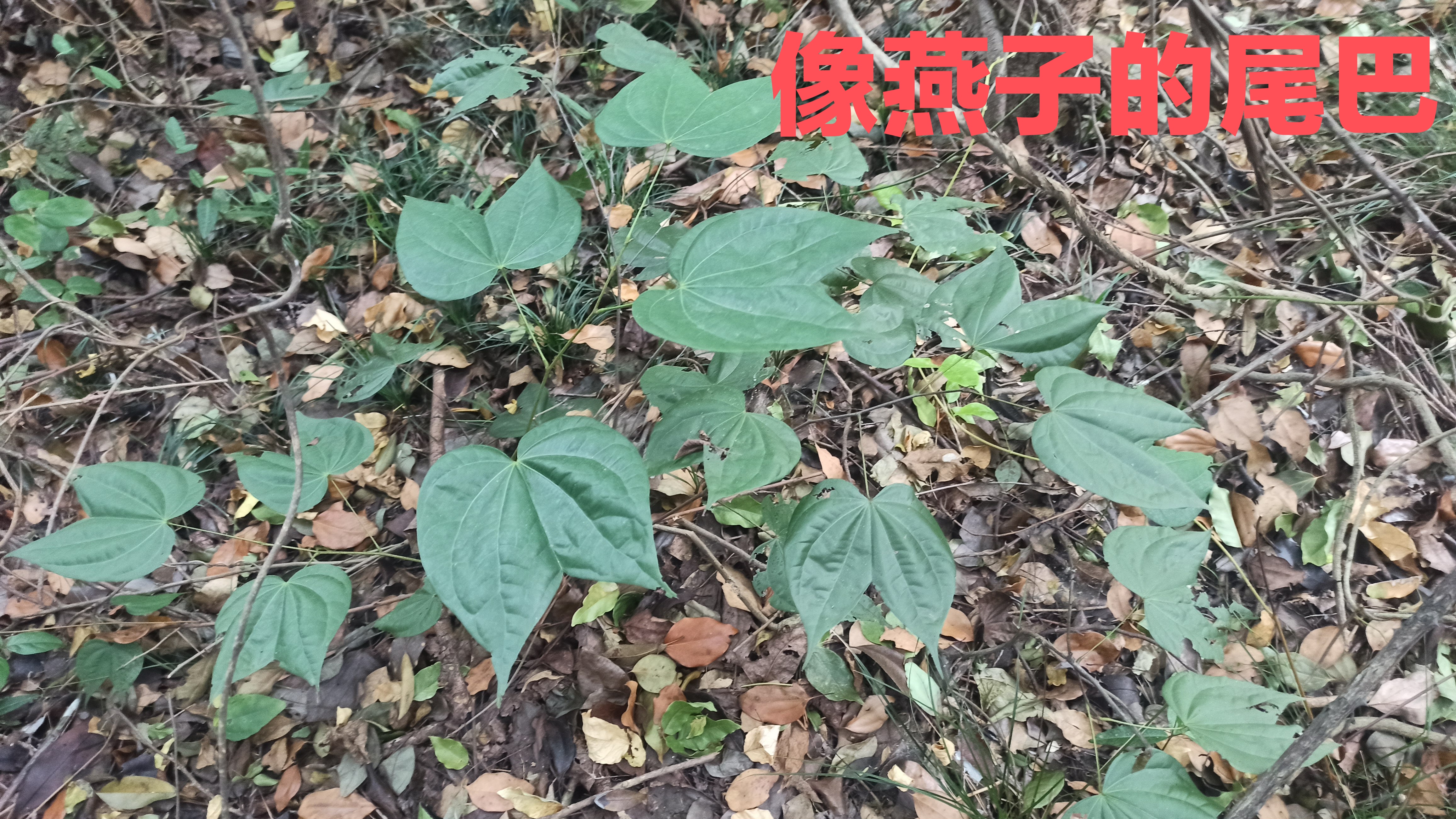 湖南首次发现神奇的植物龙须藤