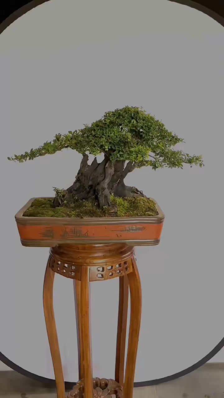 我的超级小米叶金弹子盆景