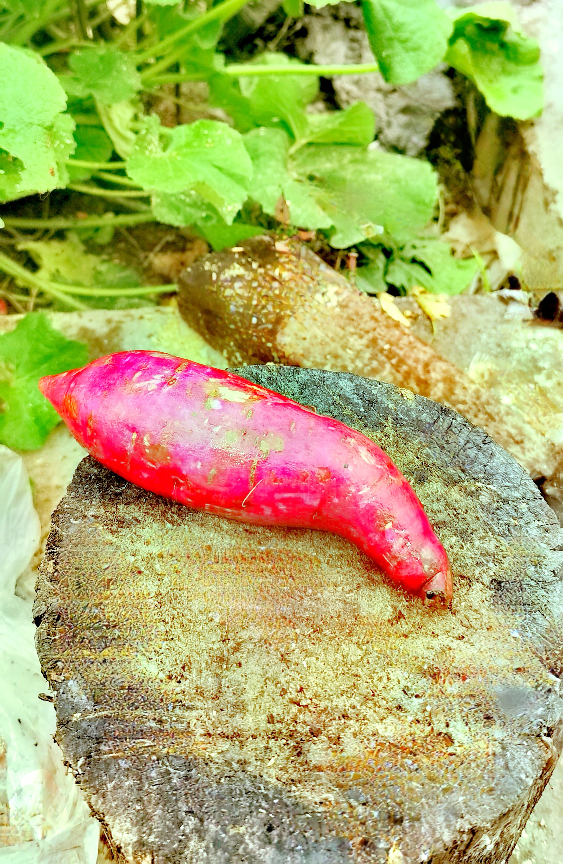 这么漂亮的小红薯,无论烤了吃,还是蒸了吃,都是香甜可口,你