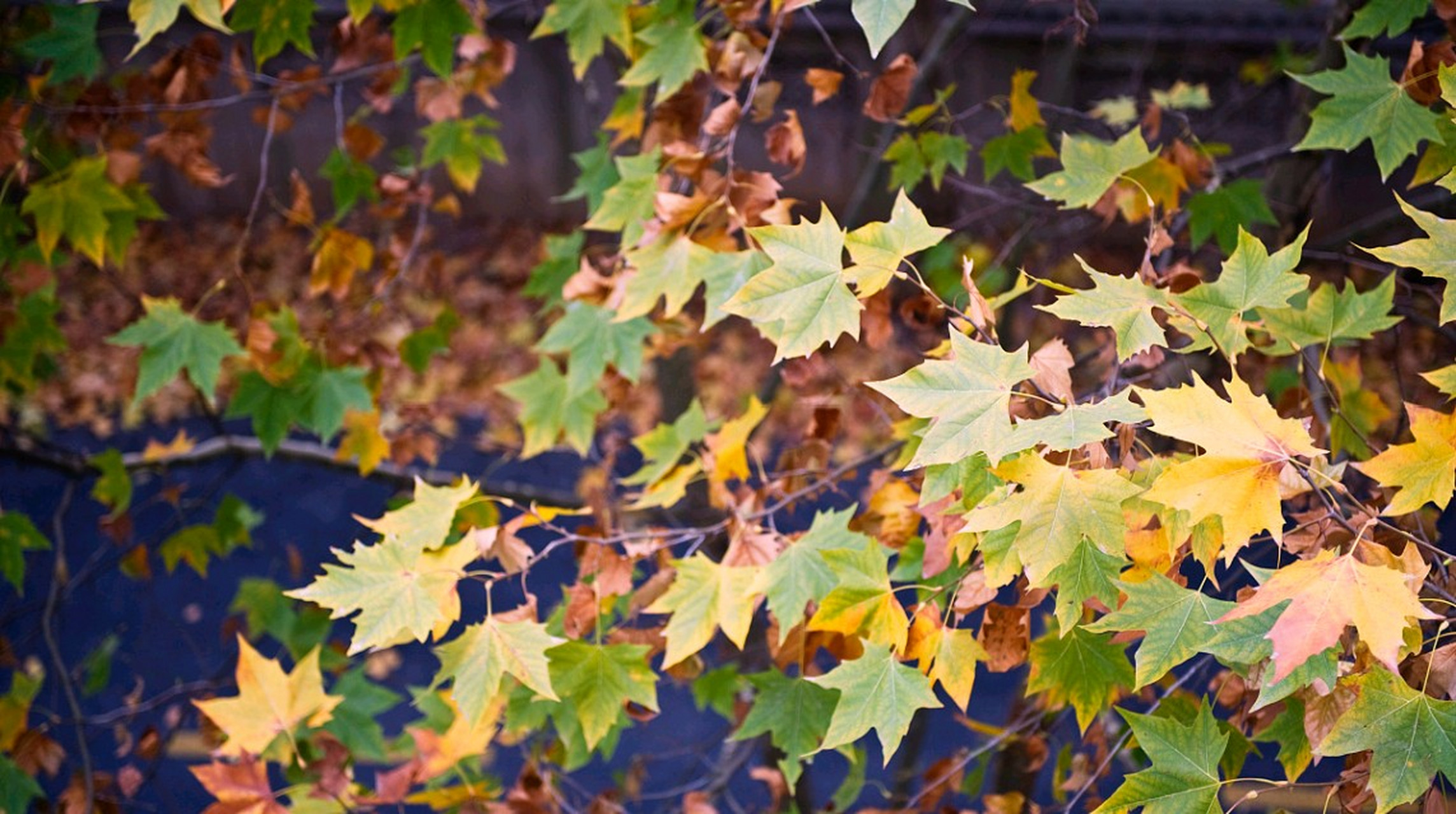 秋天的梧桐树叶,  如同一群金色的小精灵,  在阳光的照耀下闪闪发光.