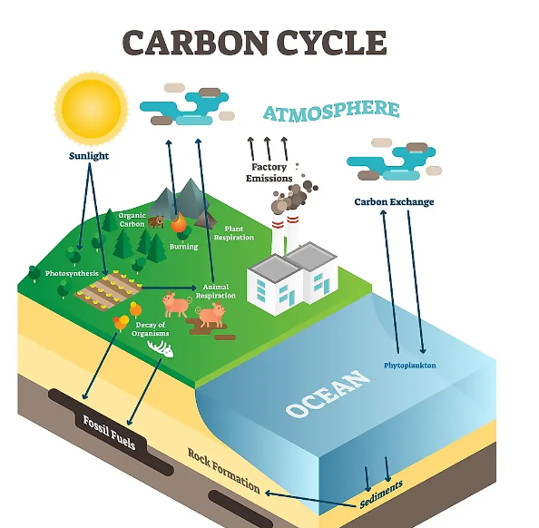 什么是碳循环,碳循环过程是如何进行的