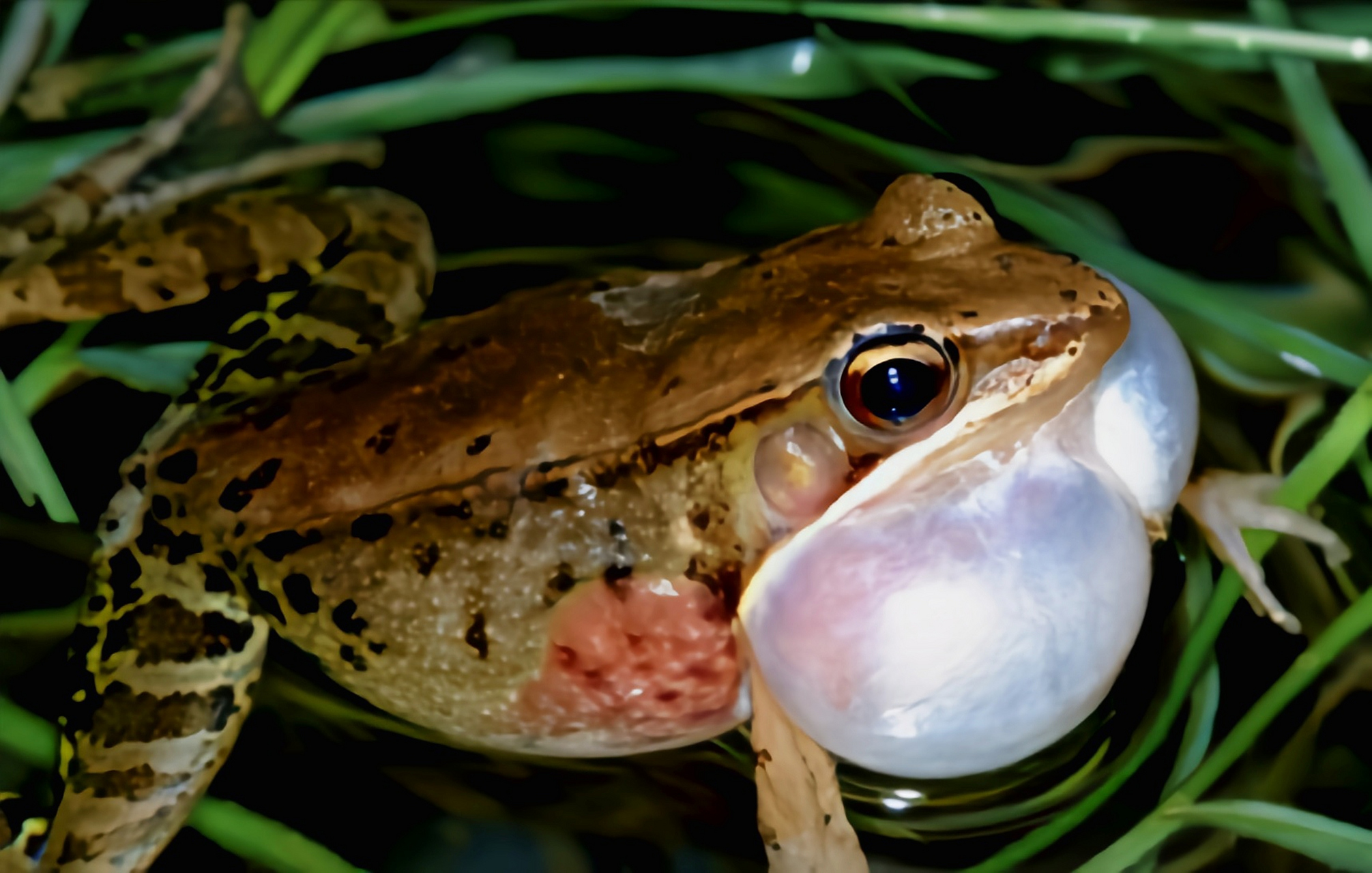 每天认识一种动物——弹琴水蛙 弹琴水蛙别名腹斑蛙,蛙科,拇棘蛙属