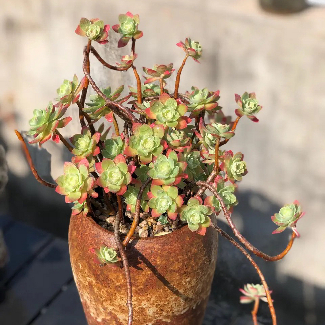 多肉薄化妆,我养不出状态的品种,花友确养的如此仙气～花友分享,一起