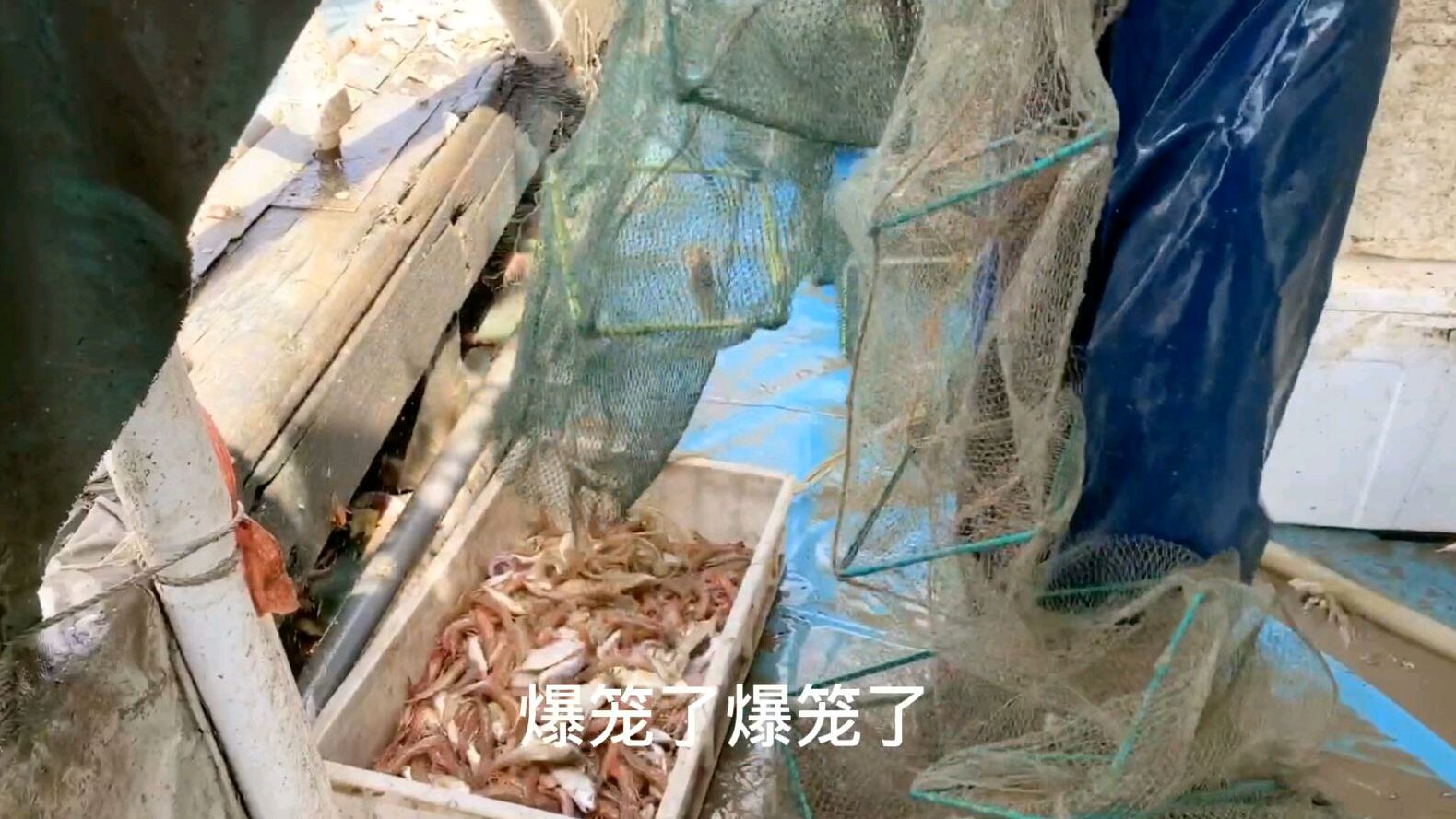 放笼放中虾巢,条条笼爆满,兄弟们越拉越兴奋,激动得都尖叫起来