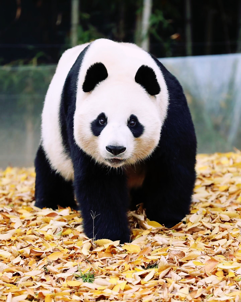 这个名字听上去也不错啊! "猫熊"变成后世的"熊猫"据传源自一桩有