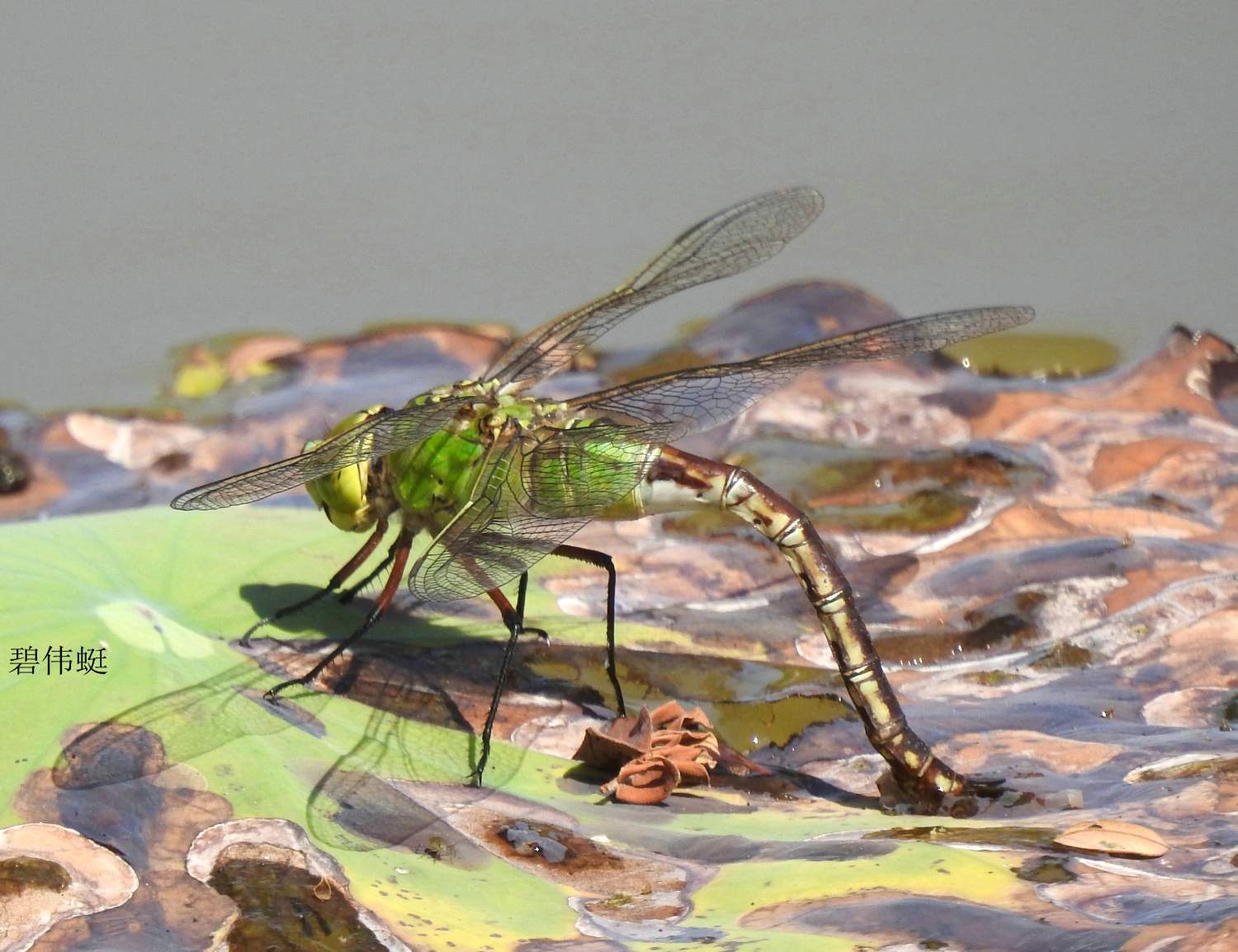 奇特的蜻蜓豆娘交配产卵方式
