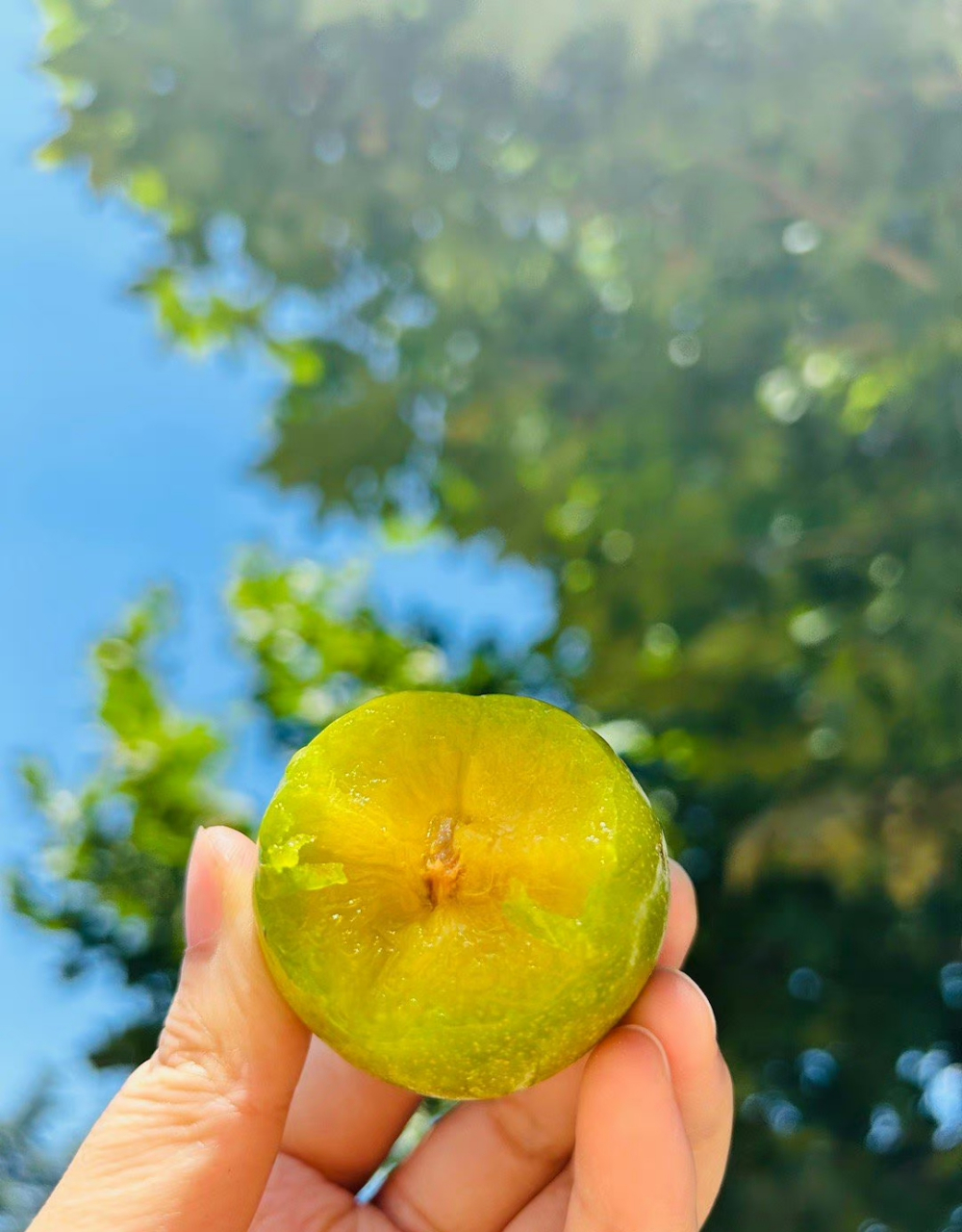 来自云南大理的青蜜李,这种水果看起来很可爱,椭圆形的果实外皮呈现出