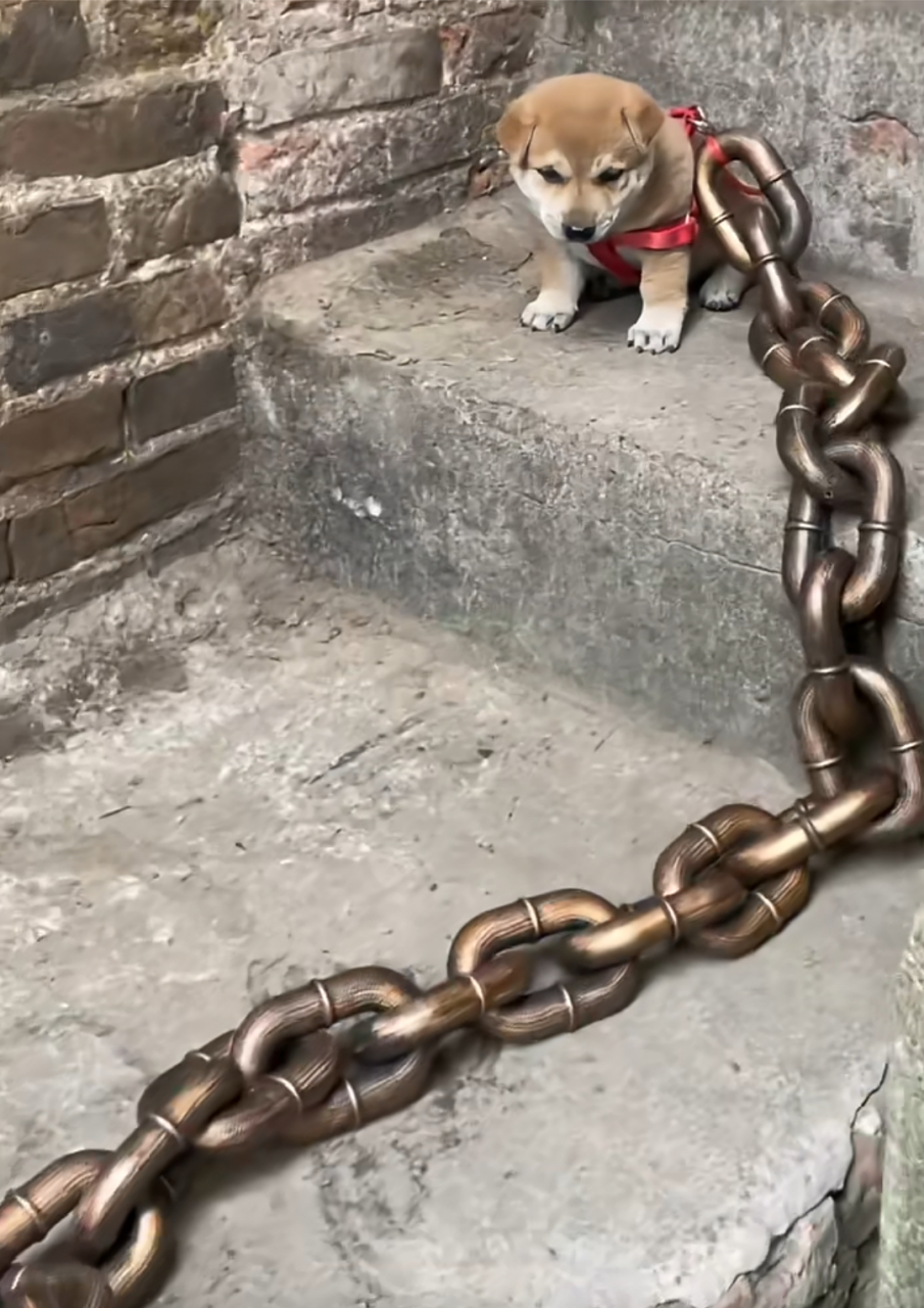 狗主人这是未雨绸缪吧!虽然是条恶犬但也得等它长大.