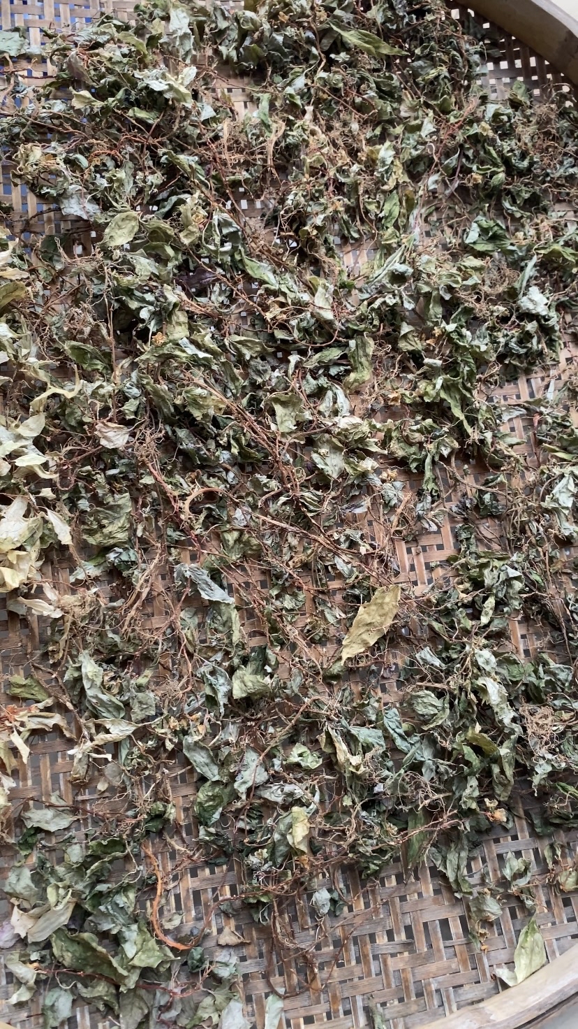 风柜斗草也叫楮头红,看看你认识吗?