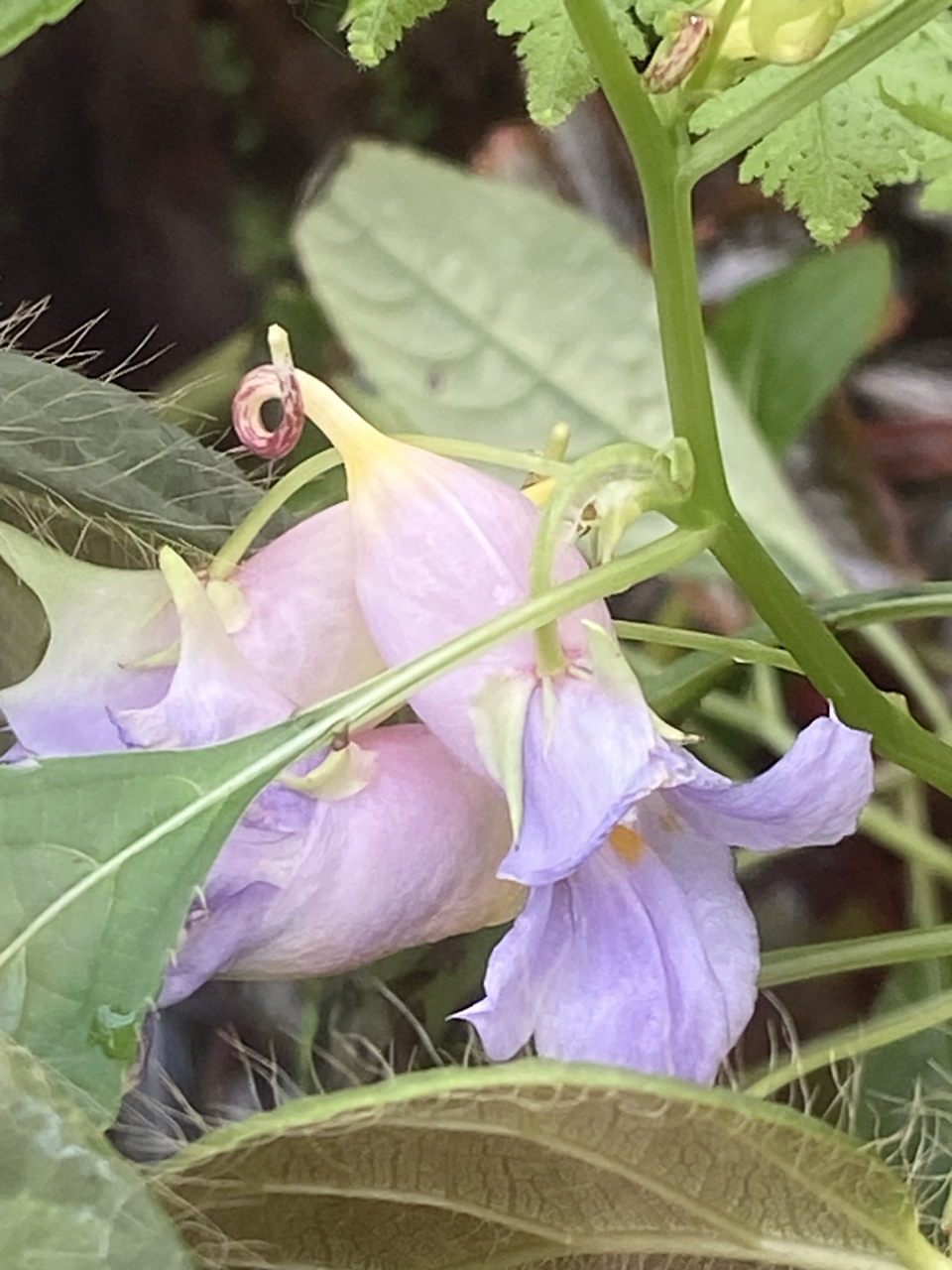 阔萼凤仙花.  花如其名,你细品.