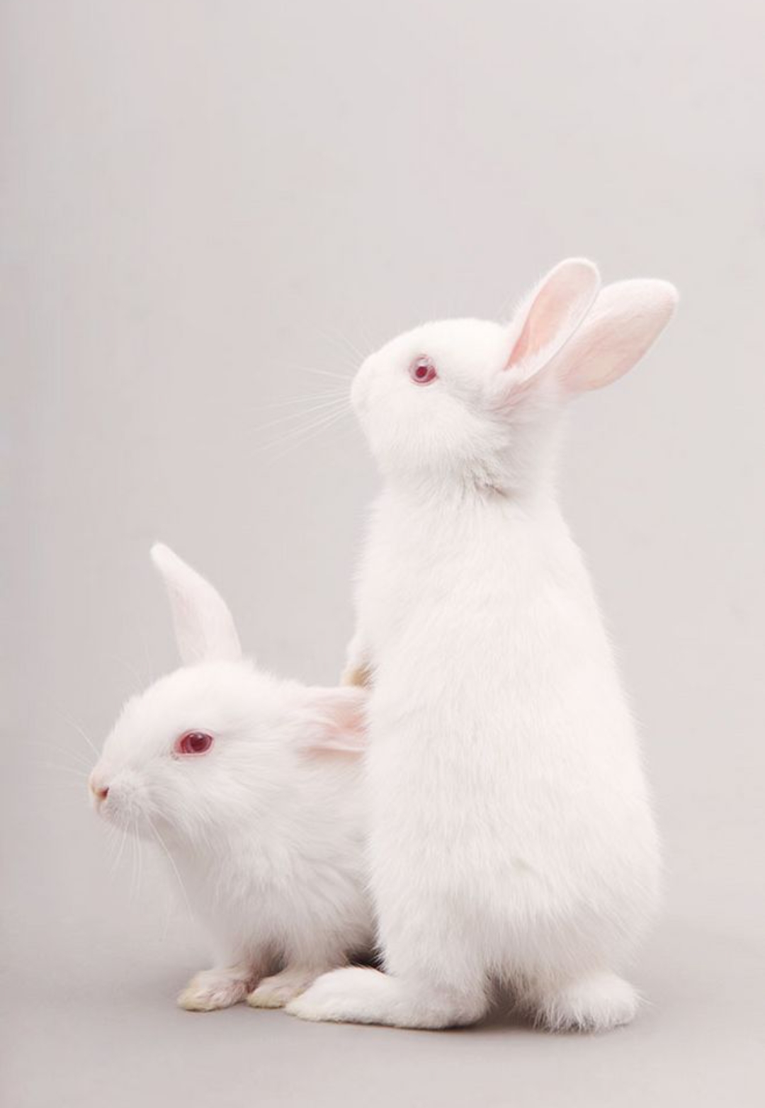 兔兔那么可爱,我们该不该吃它呢?