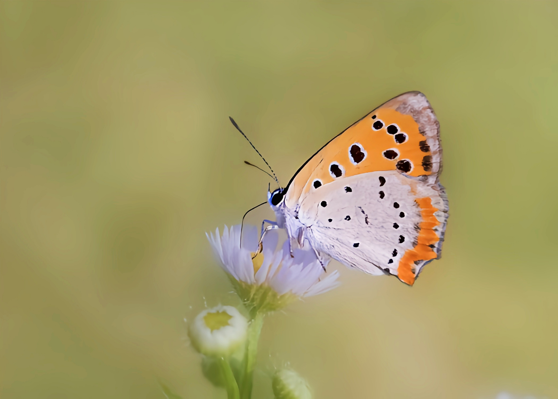 每天认识一种昆虫——红灰蝶 红灰蝶别名铜灰蝶,黑斑红小灰蝶,成虫翅