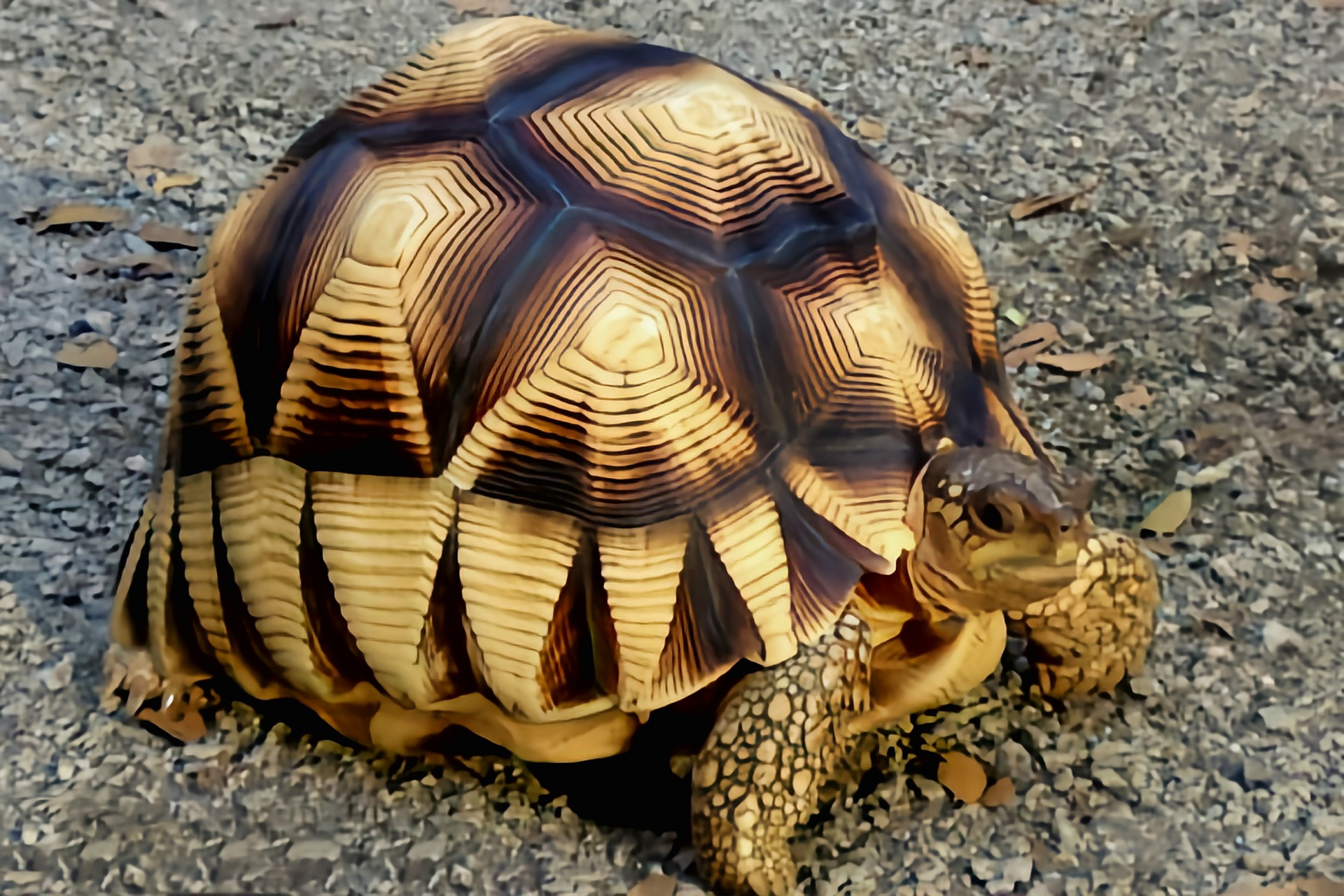 每天认识一种动物——安哥洛卡象龟 安哥洛卡象龟别名马达加斯加陆龟