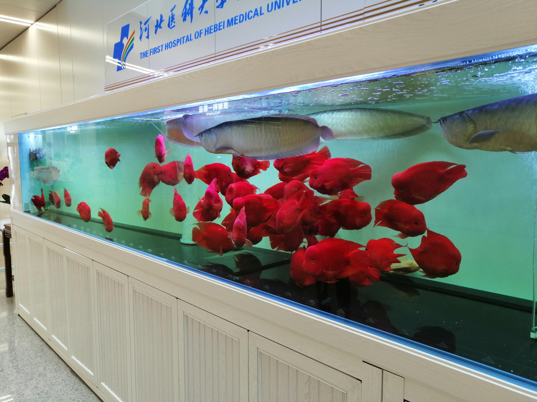 河北医科大学第一医院的超大鱼缸