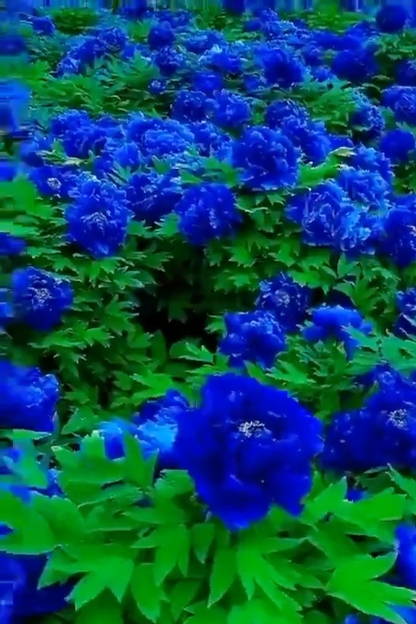 绝美冷艳的蓝牡丹开出一片蓝色的海洋 牡丹花的赞歌——《牡丹之歌》