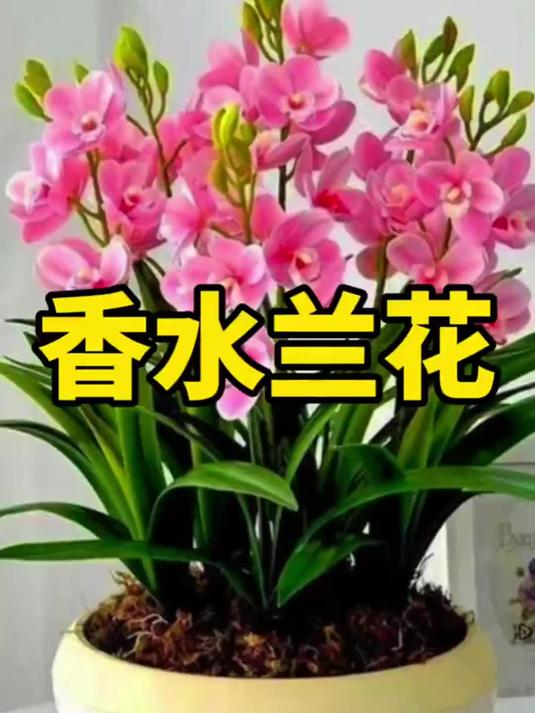 香水兰花花语图片