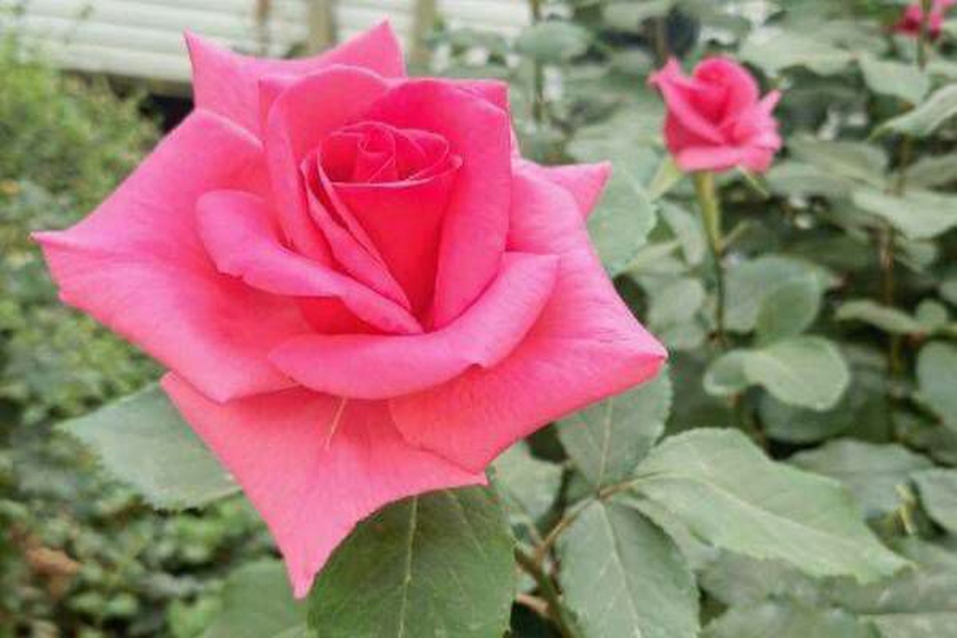 董卿曾说:            我从来没有后悔对任何人好,  哪怕看错人,哪怕