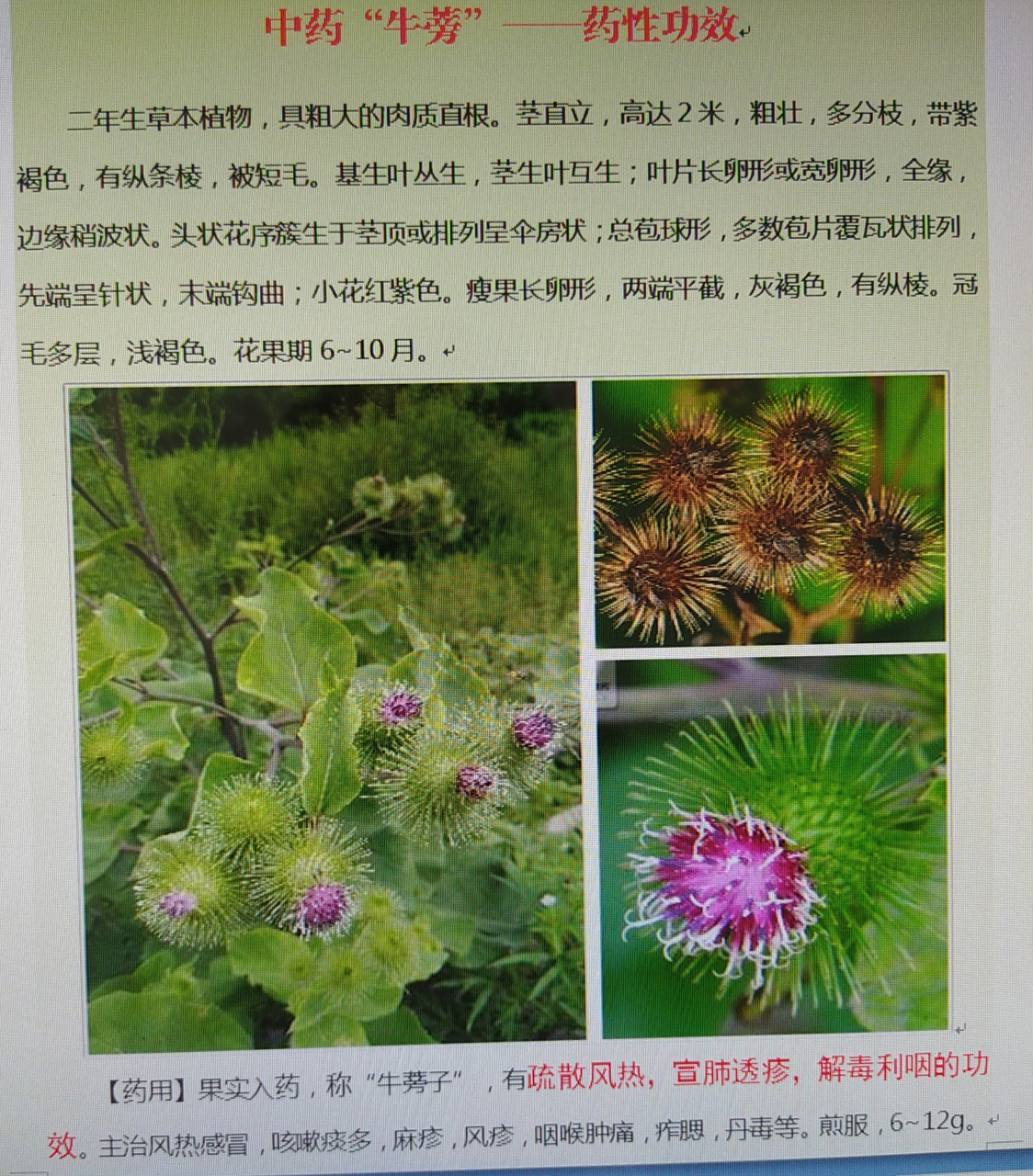 中药"牛蒡"一一药性功效