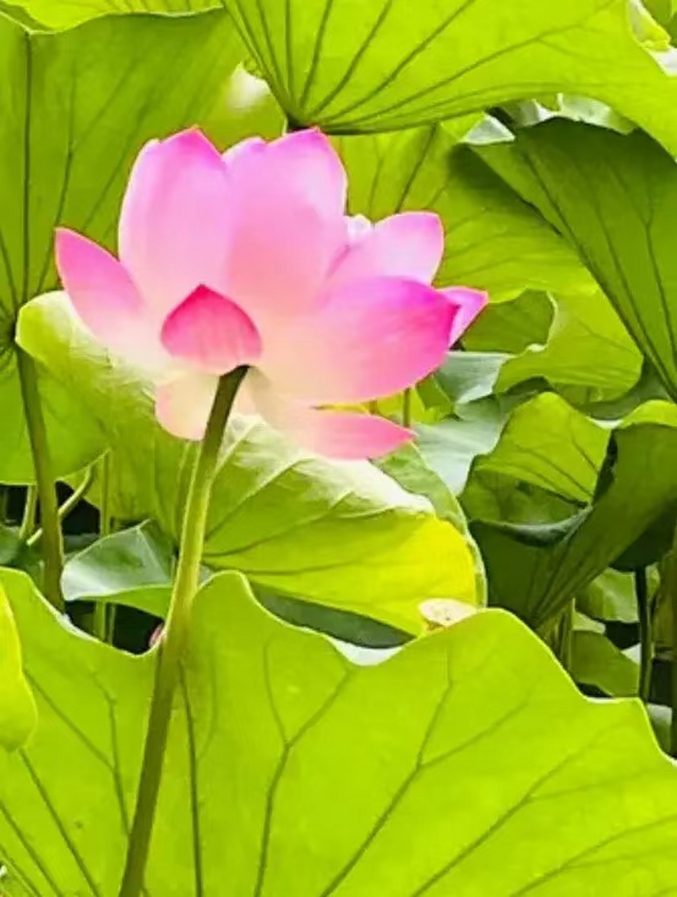 [微笑][鲜花] 学会修心,百毒不侵.