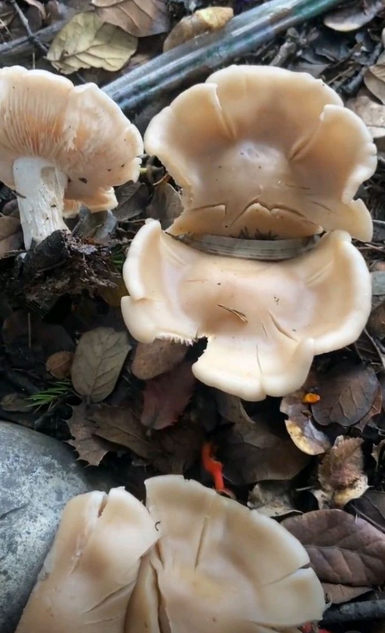 网友:这是啥蘑菇呀?看着挺好吃的样子,会躺板板吗?