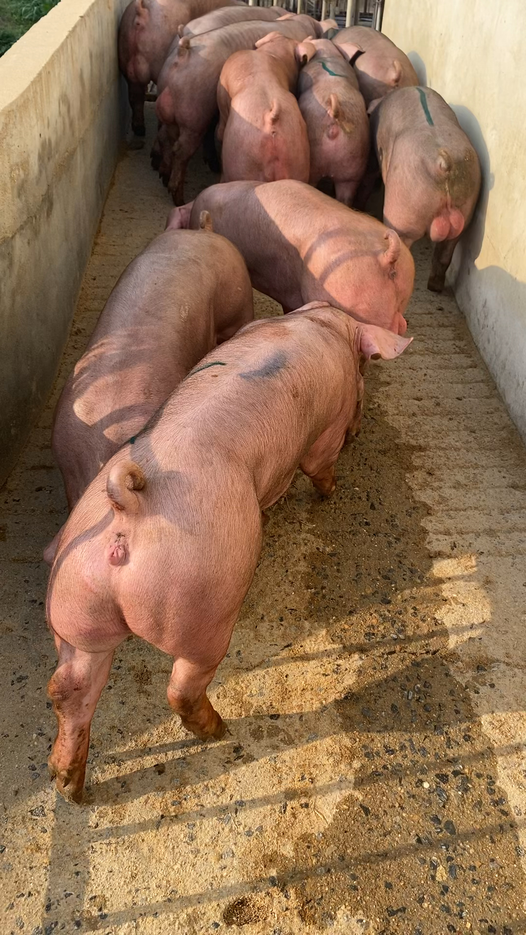 纯种新美系育种级杜洛克种猪漂亮吗