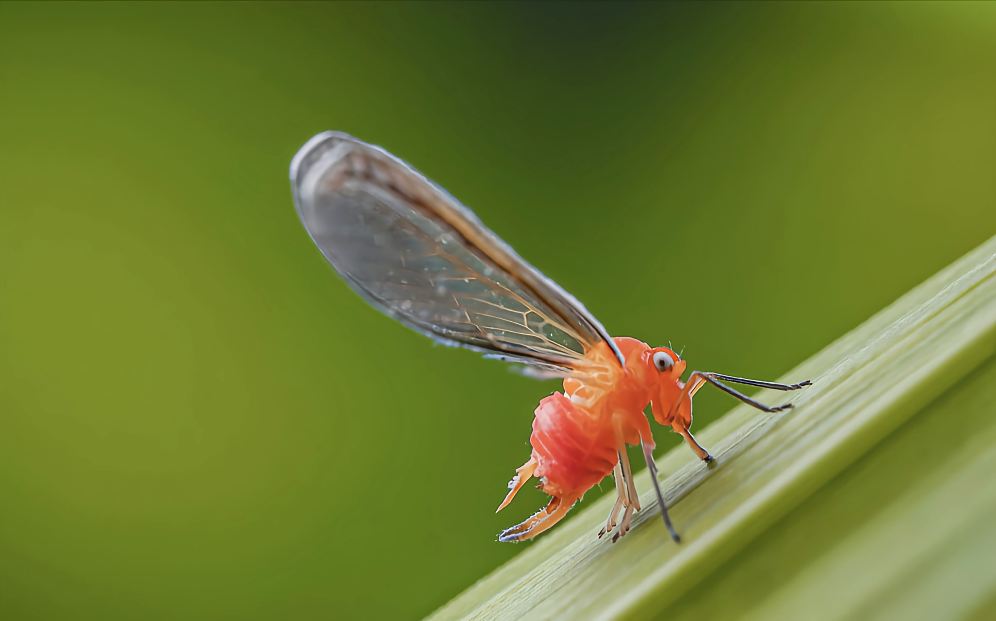 每天认识一种昆虫——红袖蜡蝉 红袖蜡蝉是同翅目袖蜡蝉科昆虫,分布于
