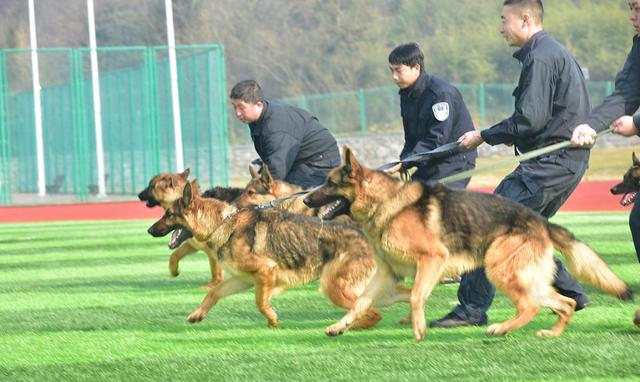 四川警察学院警犬技术专业有点热门,2021录取分数超过二本线