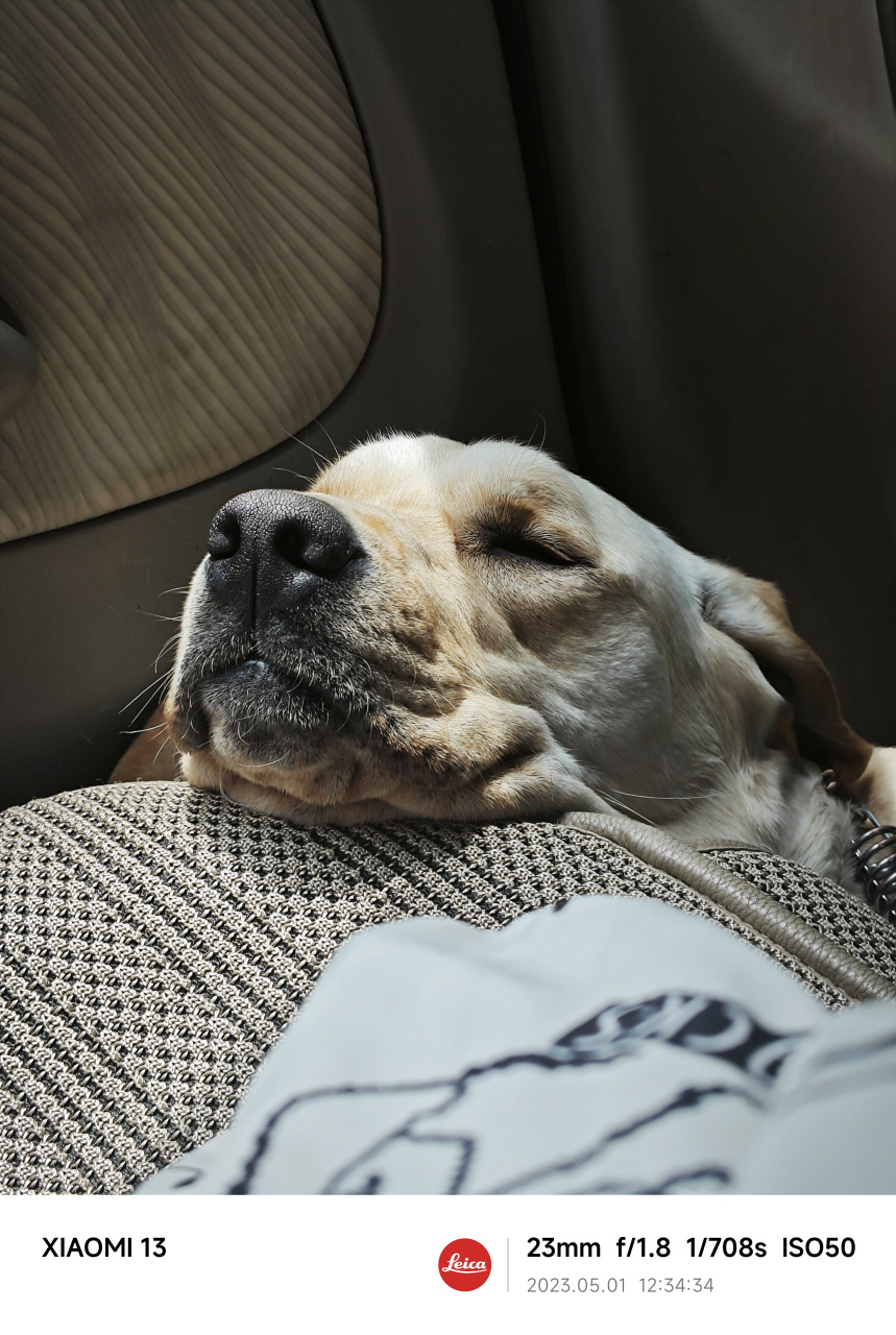 早起犯困!困出表情包,泡芙是个搞笑汪#搞笑